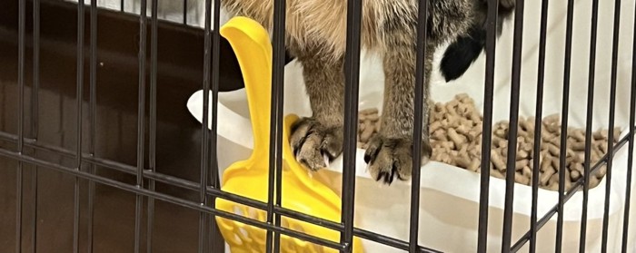 立っている猫の足