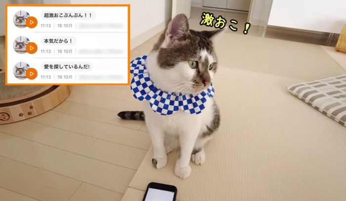 飼い主さんに怒る猫