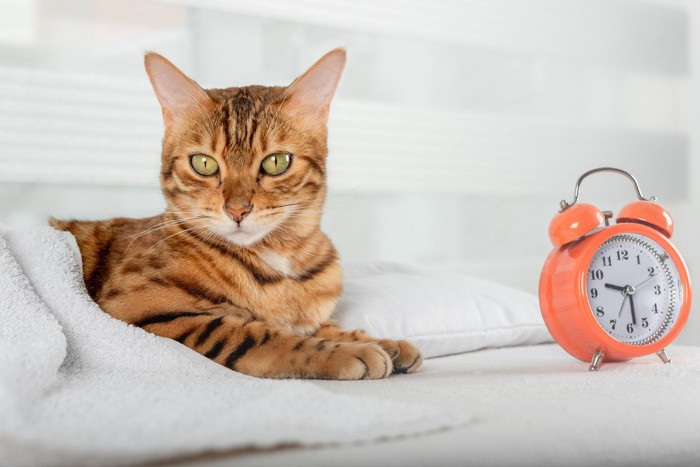猫と目覚まし時計