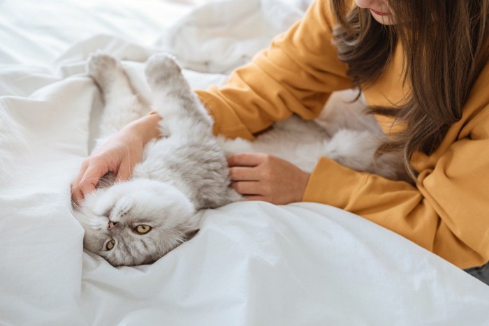 仰向けで寝る猫と触る飼い主