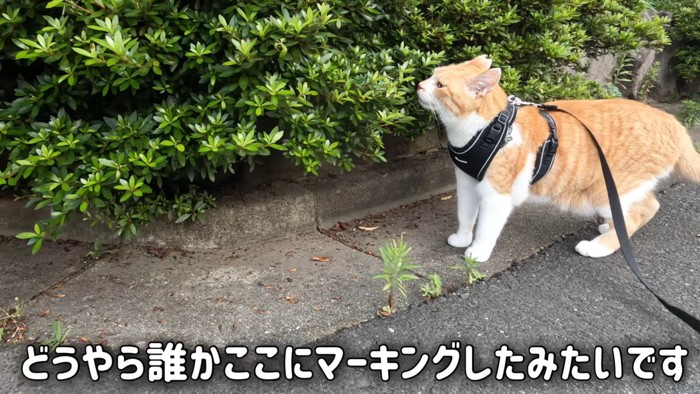 植木のにおいを嗅ぐ猫