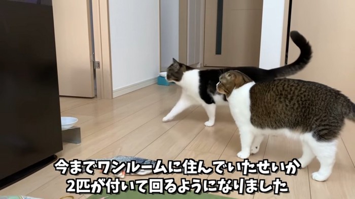 立っている2匹の猫