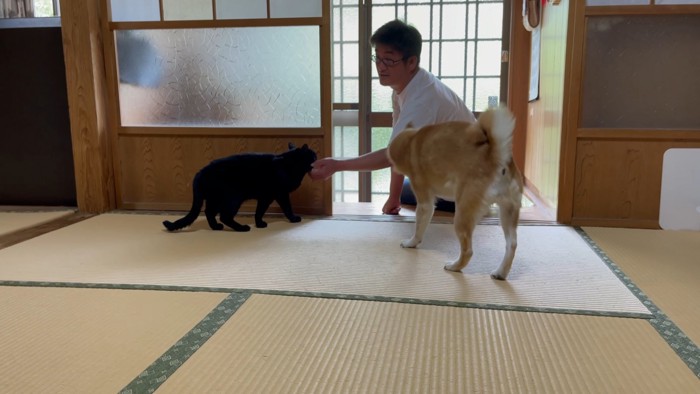 飼い主を出迎える犬と猫