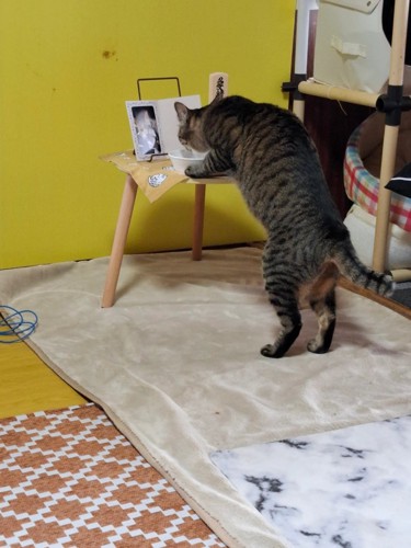 猫の後ろ姿