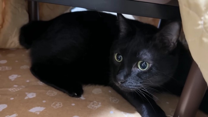 コタツの中のリオくん