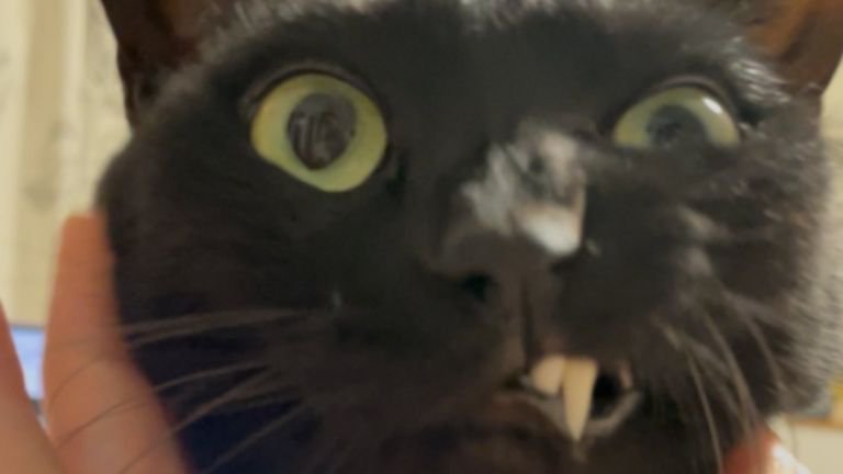 室内にいる猫