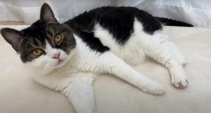 立ち耳猫