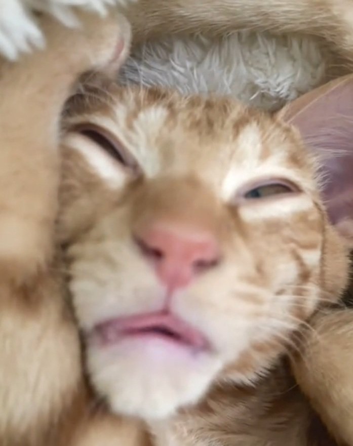 熟睡する猫