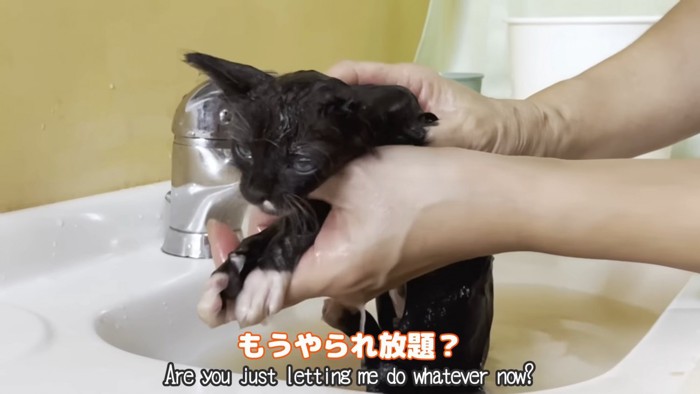 体を洗われる子猫