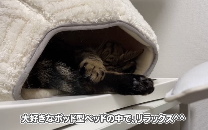 ベッド猫