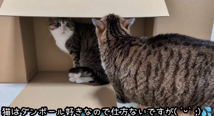 段ボールに入る猫