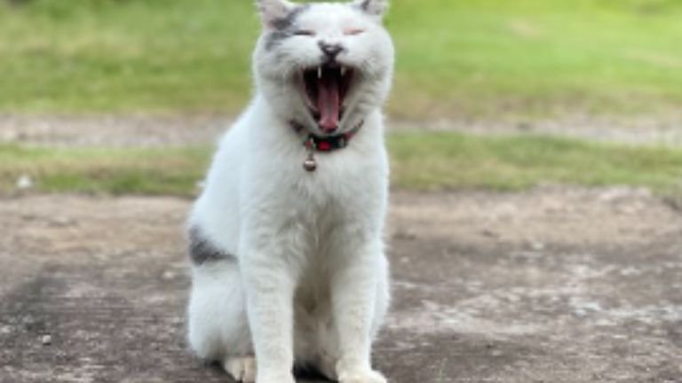 外にいる猫