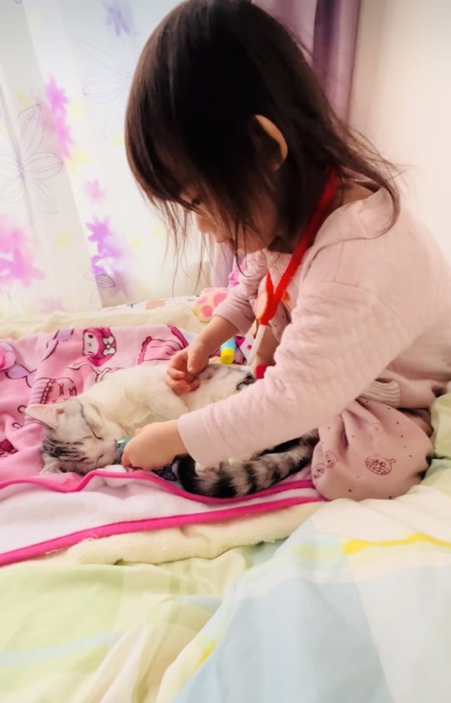 ベッドの上でお医者さんごっこをする女の子とマンチカン