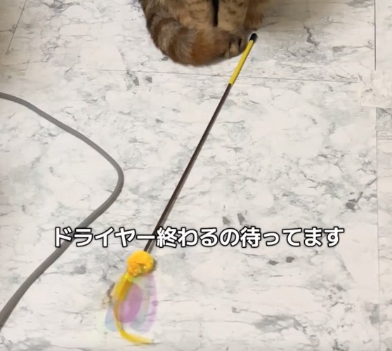 猫のおもちゃ