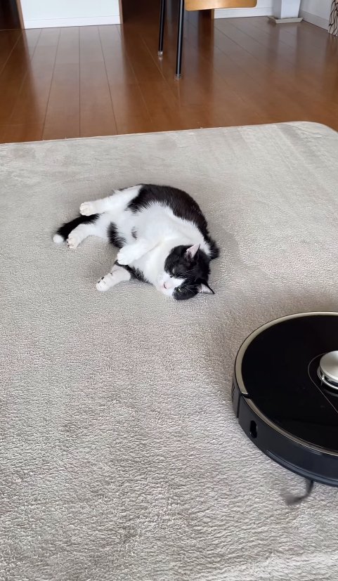 画面手前側にあるロボット掃除機と寝ている猫