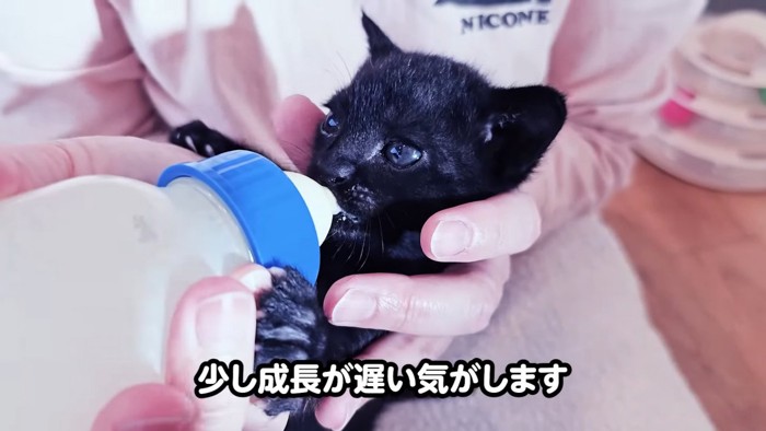 ミルクを飲む子猫