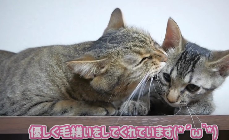 子猫に毛繕いする成猫