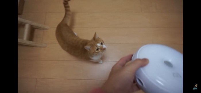 猫じゃらシッター