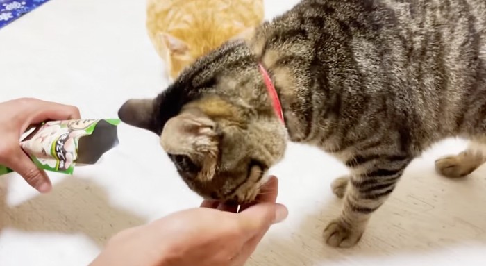 テトちゃんも食べられました