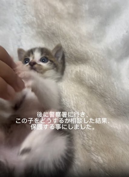 指にじゃれつく子猫