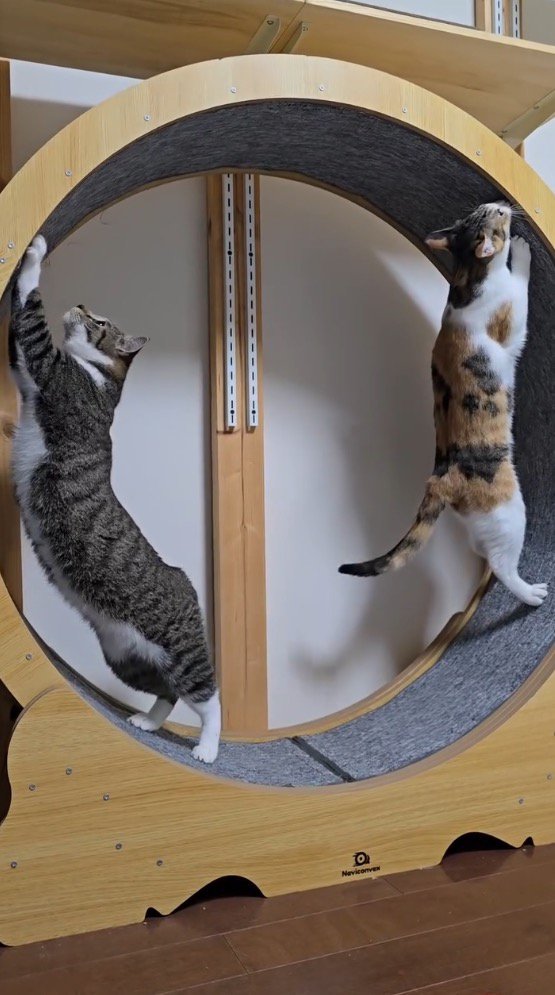 キャットホイールの上側に前足を伸ばすキジ白猫