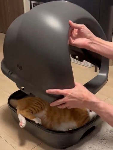 猫トイレのカバーをかけられる猫