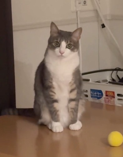 すまし顔をする猫