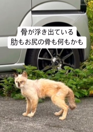 骨が浮き出ている状態