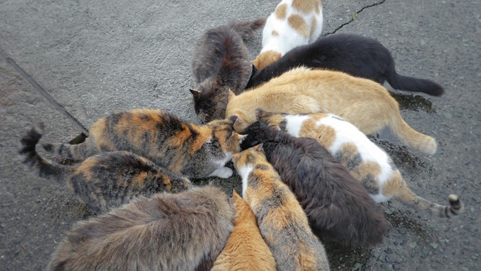 野良猫たち