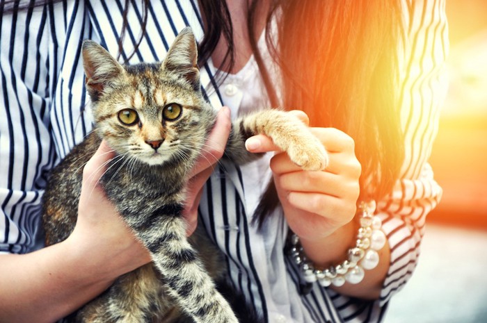 猫を抱き上げて手を触る女性