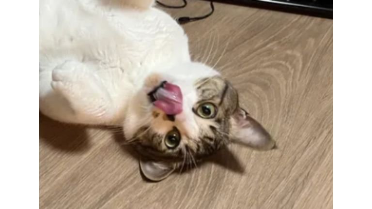 ヘソ天している猫