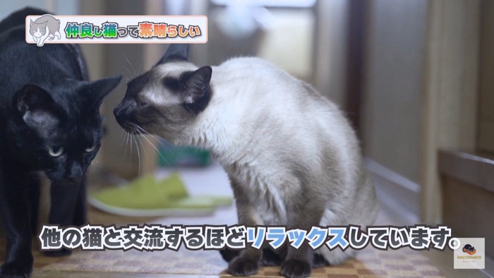 黒猫を嗅ぐシャム猫