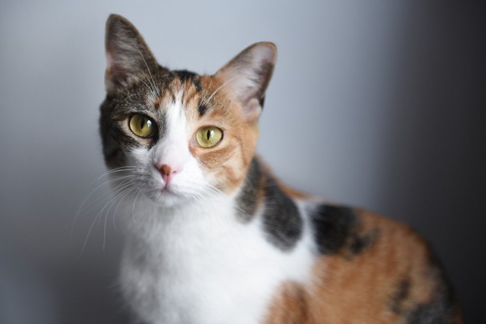 美しい三毛猫