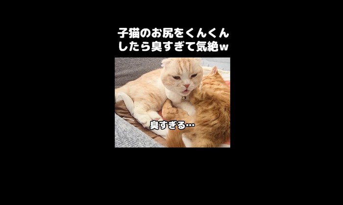 臭すぎる2