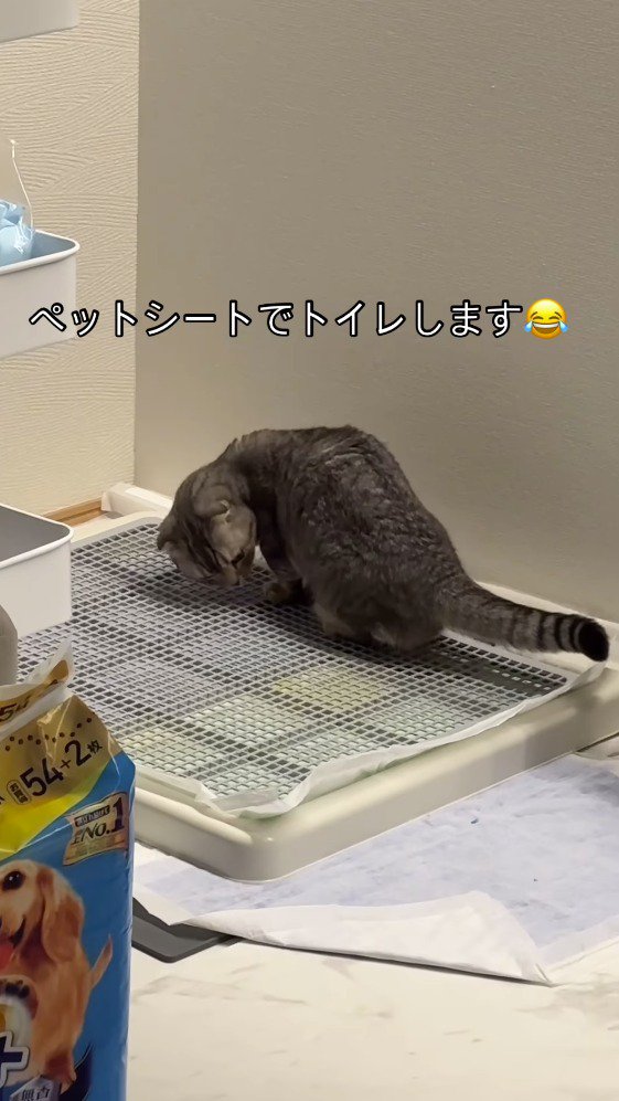 トイレカバーを見つめる猫