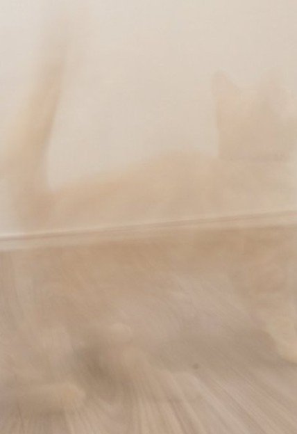 猫の残像（さらにアップ）