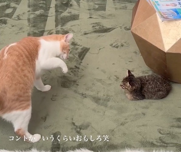 猫パンチポーズ