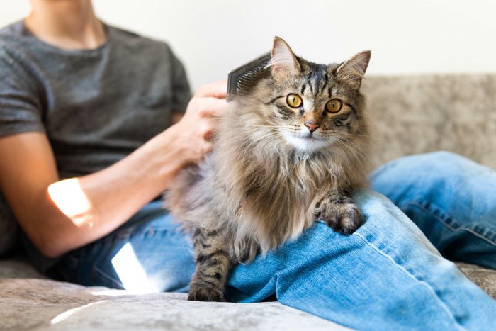 膝の上の猫にブラシをかける人