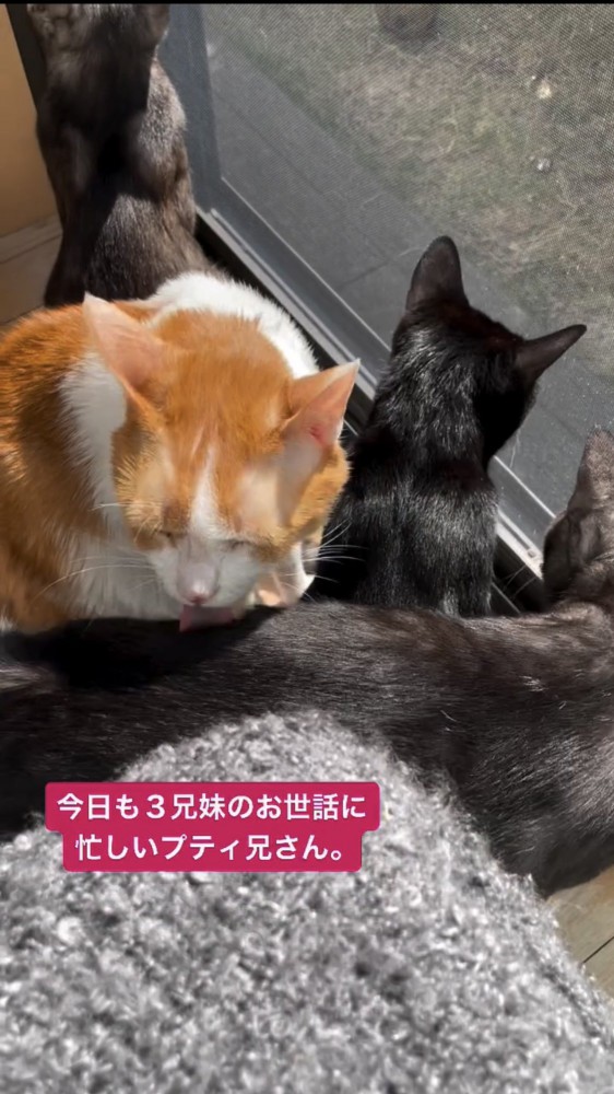 毛づくろいをする猫