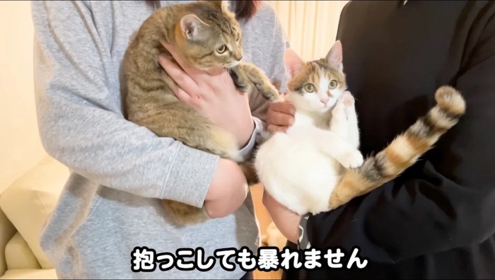 里親に抱っこされる2頭の猫