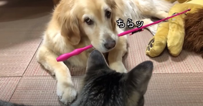 ちらっと上目遣いの犬