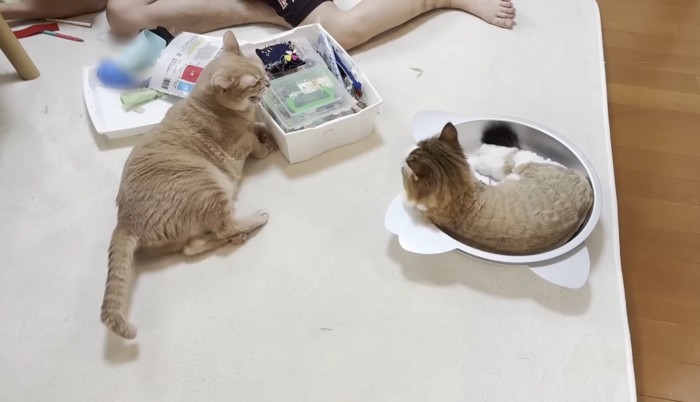 シャー