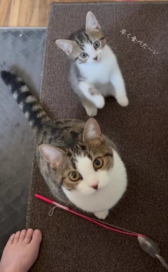 ごはんを待つ2匹の猫