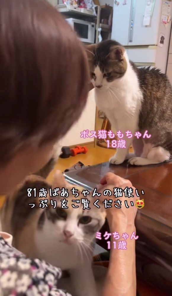 おばあちゃんの膝に手をかける三毛猫