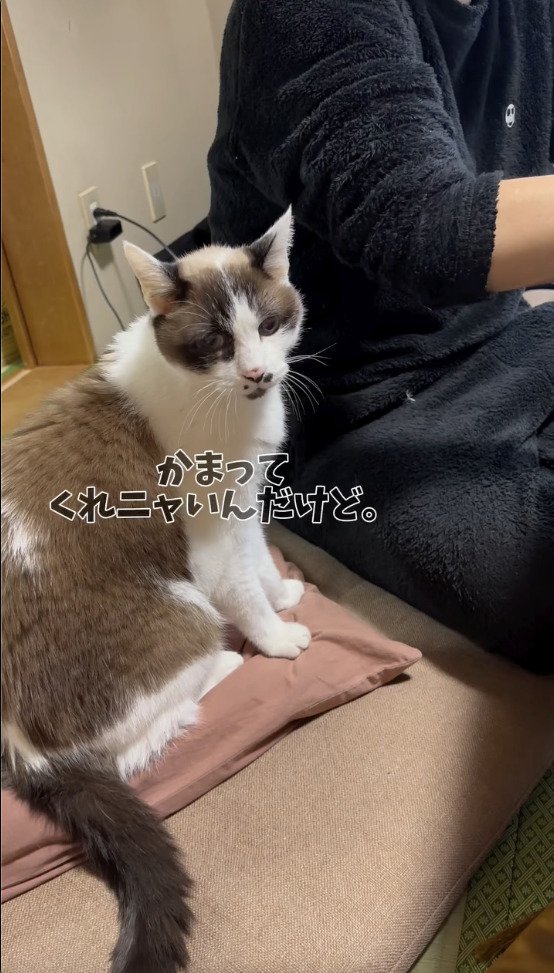 かまってくれない旦那さんの姿に飼い主さんをみる猫