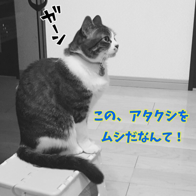 ショックを受ける猫