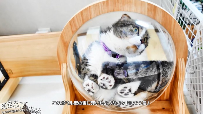 下から見たボウルに入る猫