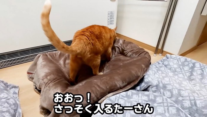 猫ベッドに入る猫