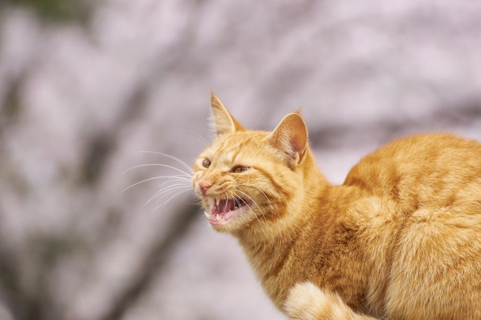 鳴く茶トラ猫