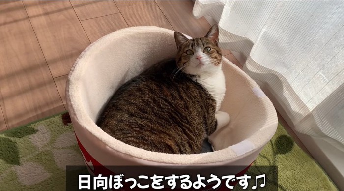 ベッドに入る猫